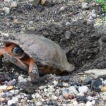 G-insculpta laying eggs Donald Campbell