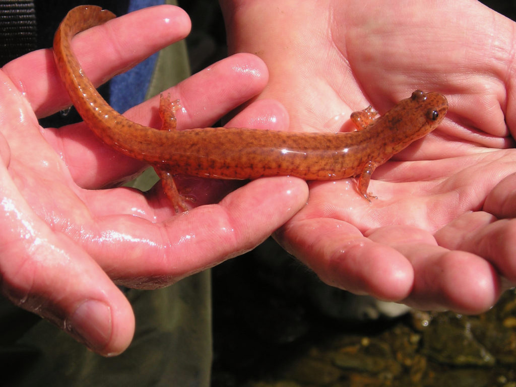 Spring Salamander (Gyrinophilus porphyriticus) adult