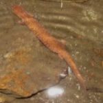 G-porphyriticus-in-stream-Randolph-September-17-2015-Jim-Andrews-300×211