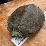 G. geographica, Joel Flewelling