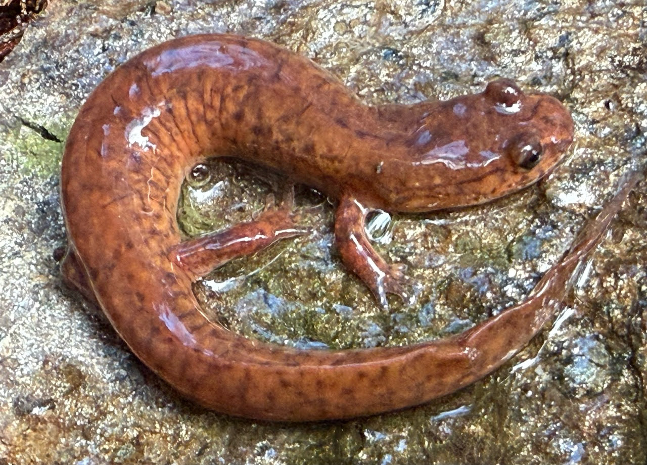 Herp Update: Fundraiser, Late Season Activity – December 2, 2025