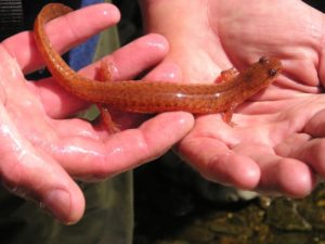 Spring salamander (Gyrinophilus porphyriticus) held in two human hands. 