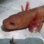 G.-porphyriticus-larval-head-on-white-M..jpeg