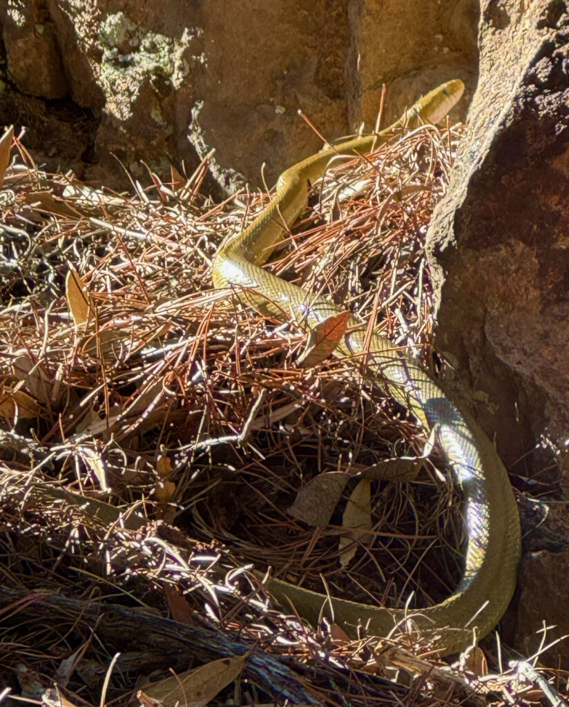 a light green snake with white chin climbs up rocks and brush