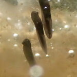 GreenFrogTadpolesETalmage