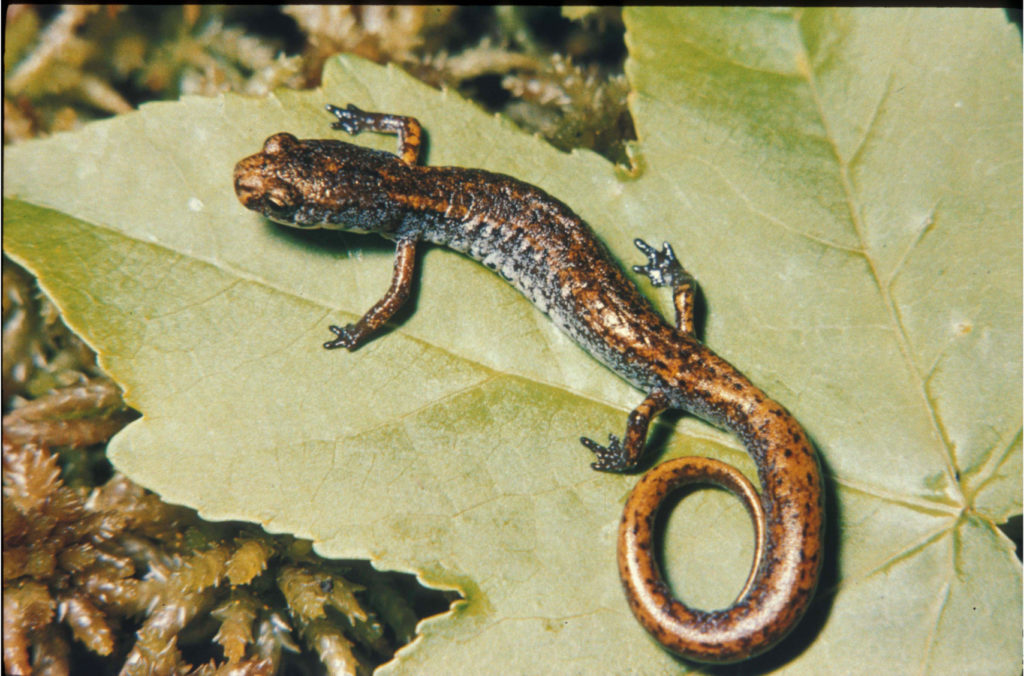 Four-toed Salamander (Hemidactylium scutatum) adult
