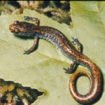 H-scutatum-dorsum
