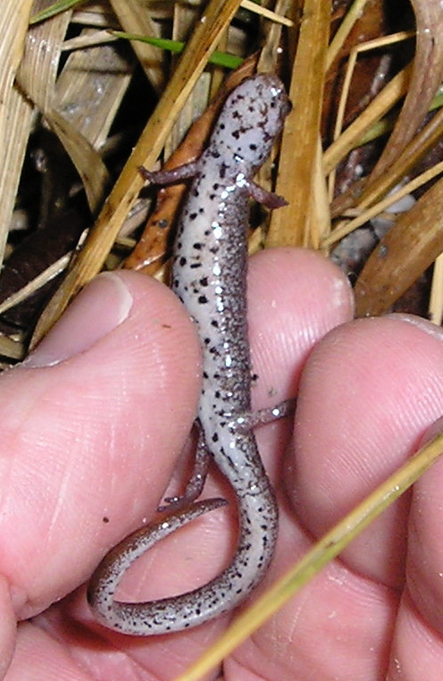 Four-toed Salamander (Hemidactylium scutatum) adult, ventral view