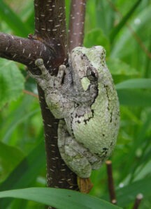 A gray and green frog holds onto a brown branch with green leaves around.