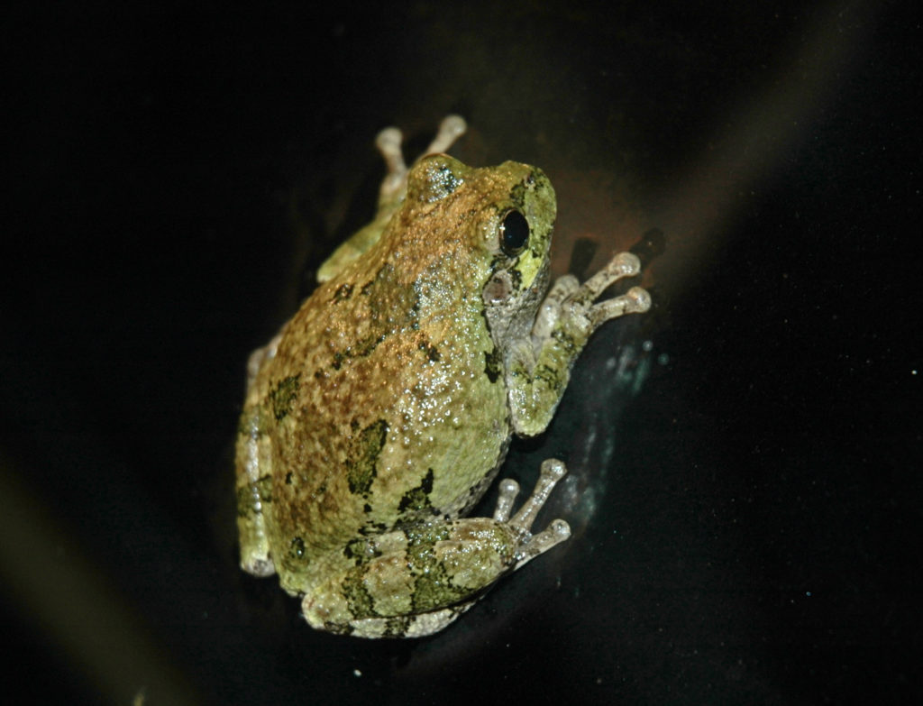Gray Treefrog (Hyla versicolor) on black surface. Photo by Chris Slesar and used with permission.