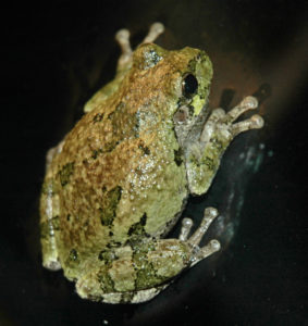 Gray Treefrog (Hyla versicolor) on black surface. Photo by Chris Slesar and used with permission.