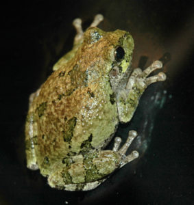 Gray Treefrog (Hyla versicolor) on black surface. Photo by Chris Slesar and used with permission.