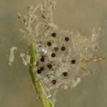 H versicolor eggs Kelly Halloran