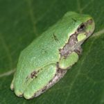 H-versicolor juv Ron Haskell