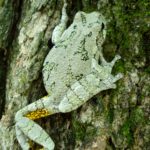 H-versicolor on tree Molly Kennedy