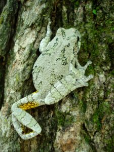 Gray Treefrog (Hyla versicolor) on bark of a tree. Photo by Molly Kennedy and used by permission.