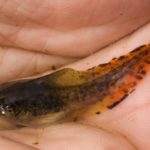 H-versicolor tadpole K-Briggs