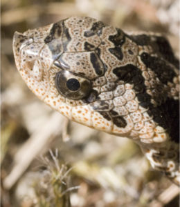 Eastern Hog-nosed Snake (Heterodon platirhinos) head