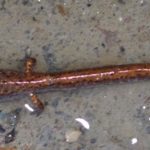 Four-toed Salamander (Hemidactylium scutatum, Essex, April 26, 2020, copyright (c) Larry Clarfeld and used by permission)