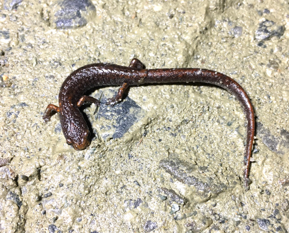 Four-toed Salamander on what appears to be road substrate