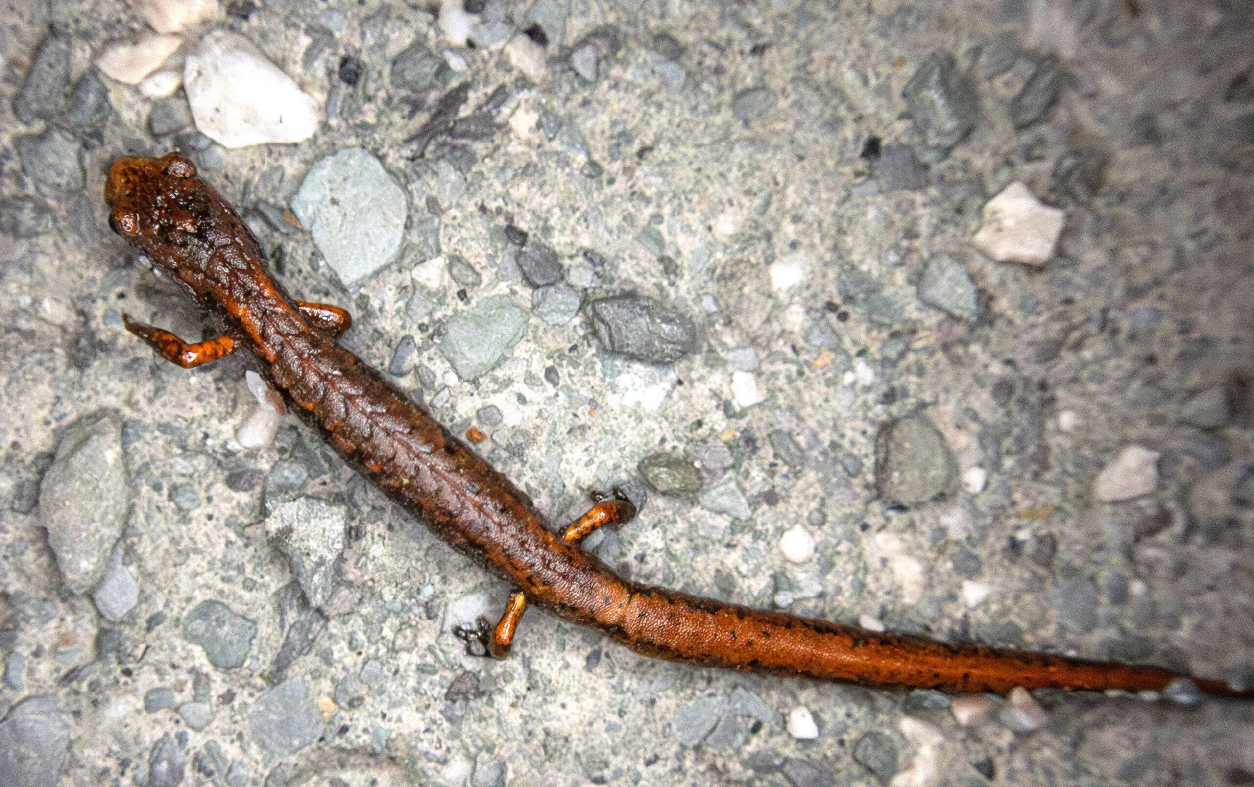 Herp Update: Vermont Edition, Data Gaps Filled, Four-toed Salamanders