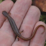 H.-scutatum-adult-dorsal-in-hand3.jpeg