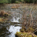 H. scutatum egg laying habitat, Rebecca Chalmers