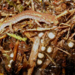 H. scutatum female with eggs, Kiley Briggs