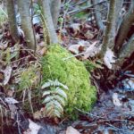 H.-scutatum-nest-habitat-J.F.-DesRoches-copy.jpeg