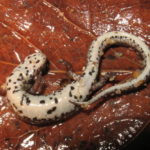 H.-scutatum-underbelly-Kiley-Briggs-copy.jpg