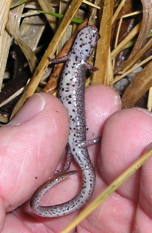 Herp Update: amphibian reports, road search education, salamander ID — April 9, 2022