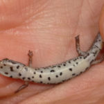 Four-toed Salamander (Hemdactylium scutatum, venter, in hand, Bridport, April 7, 2017 copyright (c) Jack Leonard and used by permission)