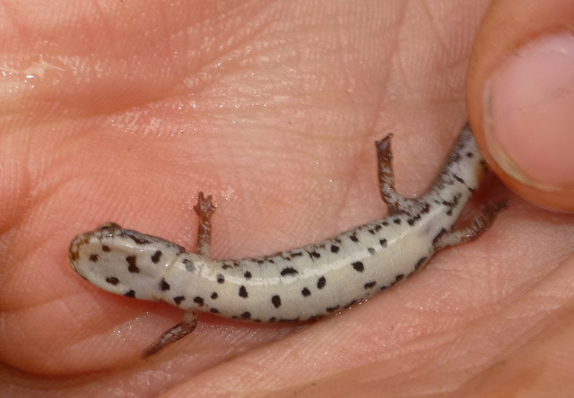 Four-toed Salamander (Hemdactylium scutatum, venter, in hand, Bridport, April 7, 2017 copyright (c) Jack Leonard and used by permission)
