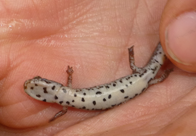 to the Herpers: Amphibian Migration Sunday Night