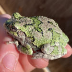 H.-versicolor-Hardwick-June-20-2022-Dan-Larsen-1-copy.jpeg