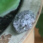H.-versicolor-Hinesburgh-February-3-2021-Sue-Storey.jpeg