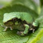 H. versicolor, Huntington, August 29, 2023, Erin Talmage, metamorph no tail