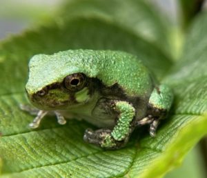 a small green-colored frog rests on a green leaf
