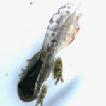 H.-versicolor-Huntington-August-29-2023-Erin-Talmage-metamorph-with-tail.jpeg