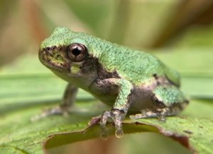 a small green-colored Gray Treefrog rests on a green leaf; large sticky toe pads are visible on the tips of its toes