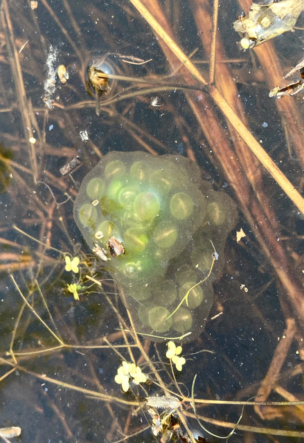 Spotted Salamander egg mass: a clump of greenish-white eggs surrounded by a translucent jelly-like material, submerged in water with brown stems of plants (also submerged) surrounding.