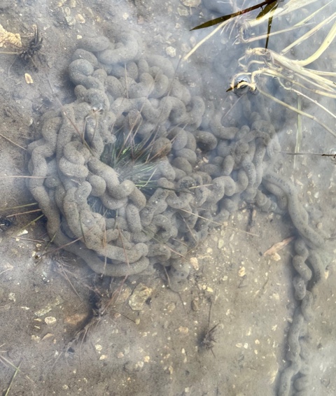 A string of American Toad eggs coiled under water.