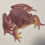 Green Frog magnet