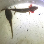 Green Frog tadpole and young Mudpuppy