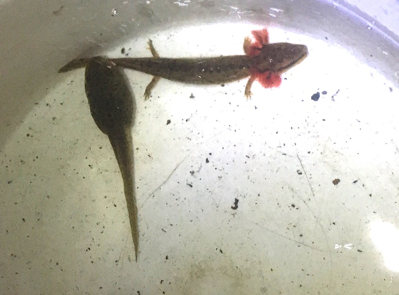 Green Frog tadpole and young Mudpuppy