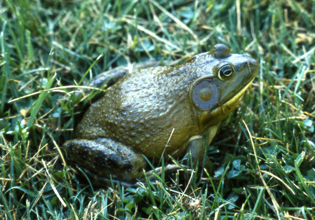 American Bullfrog (Lithobates catesbeianus) adult.