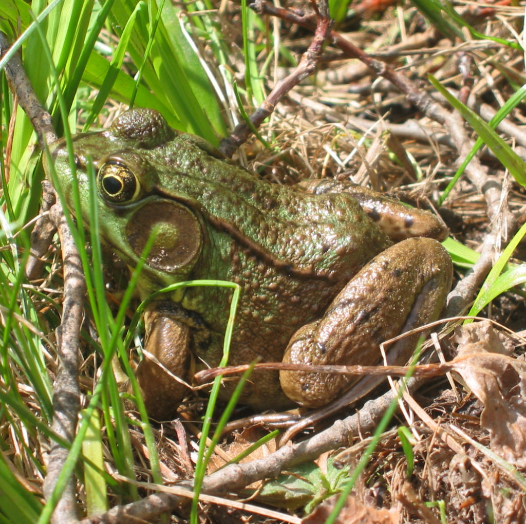 Green Frog (Lithobates clamitans) in old grass. Photo by Erin Talmage and used with permission.