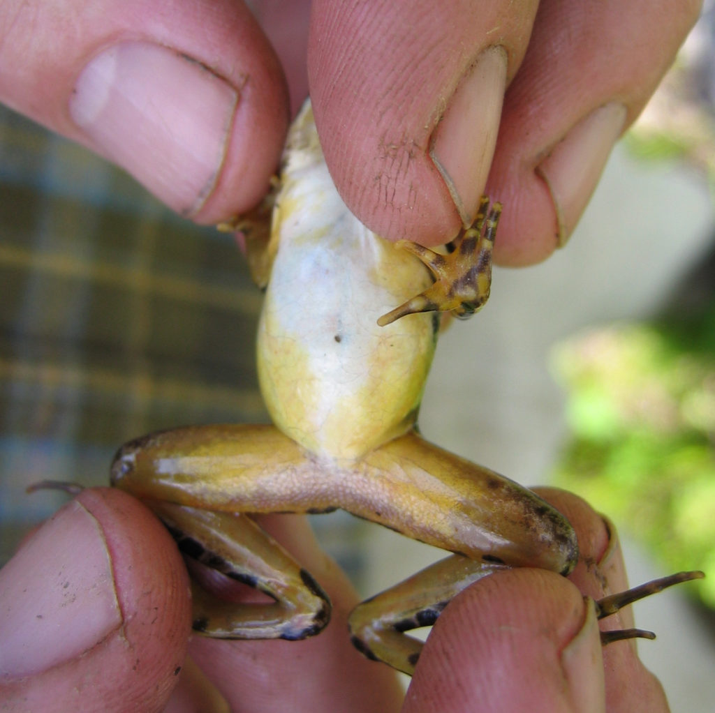 Underside (ventral view) of adult Pickerel Frog (Lithobates palustris).