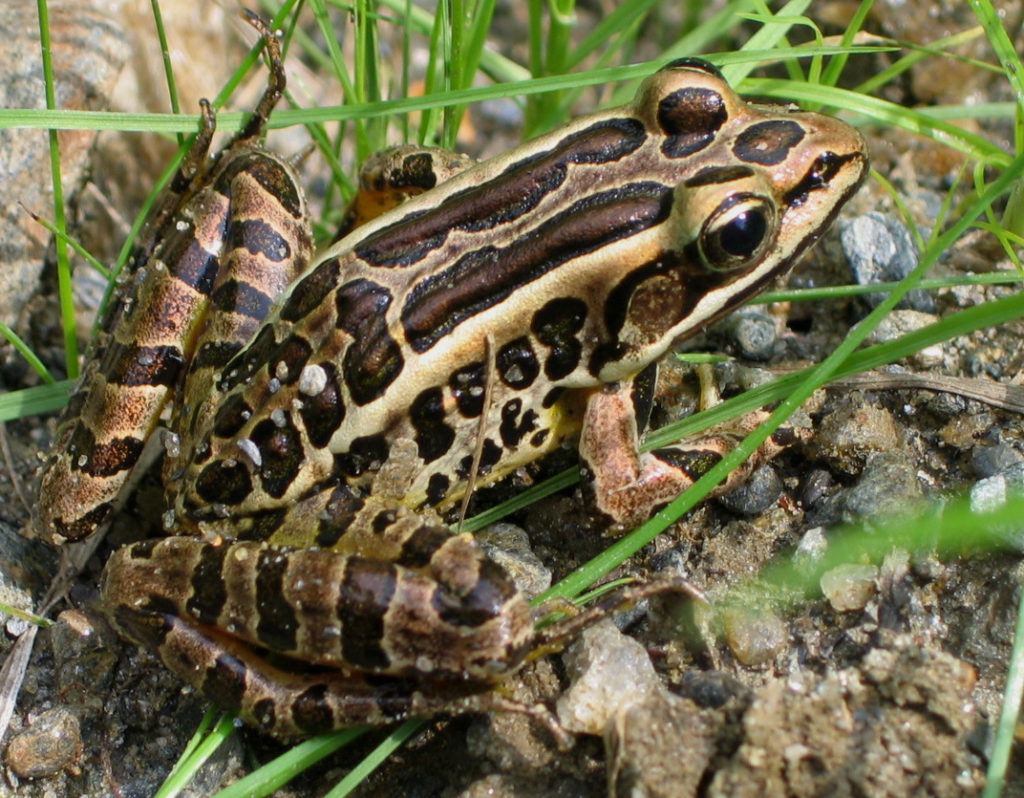Pickerel Frog (Lithobates palustris), adult, seen from frog's above right.