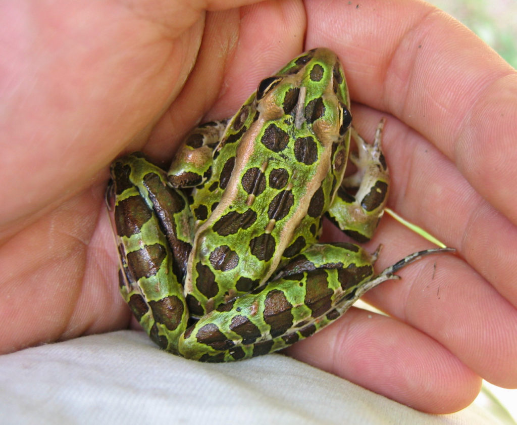 Northern Leopard Frog, viewed from above its back. The frog is sitting in a human palm.